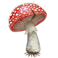 A red mushroom with white spots, shown as a clean isolated illustration on a white background.